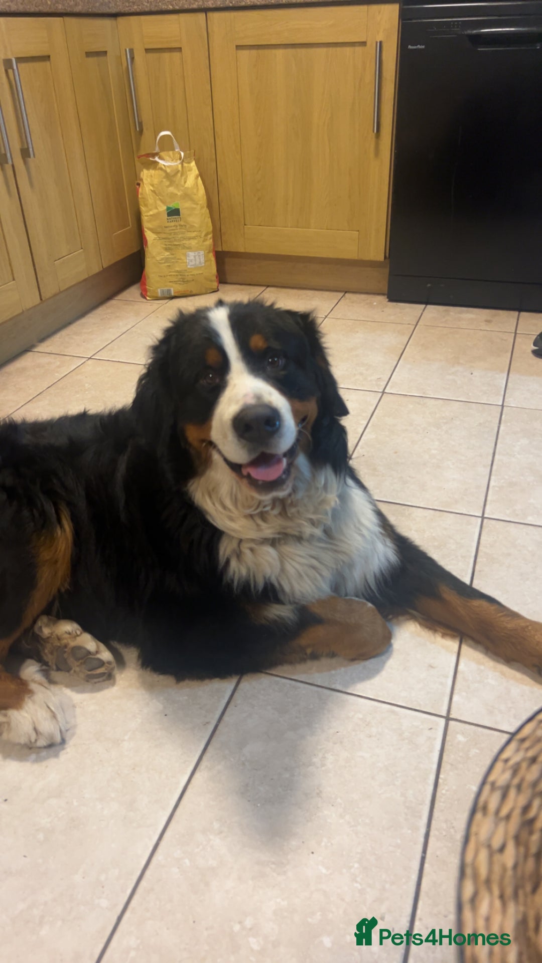 Mixed Breed dogs for sale: Bernese mountain dog mix - Advert 4