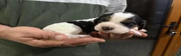 Cockalier dogs for sale: Adorable Cocker Spaniel × Cavalier King Charles  in Diss - Advert 5