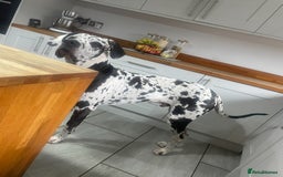 Great Dane dogs for stud: ** STUD ** Great Dane KC in Northampton - Image 2