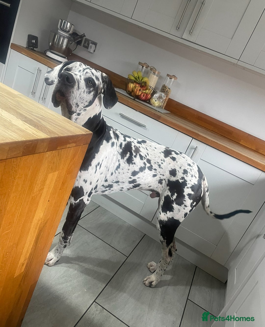 Great Dane dogs for stud: ** STUD ** Great Dane KC in Northampton - Image 2