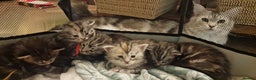 Maine Coon cats for sale: Pure Maine Coon Kittens - Advert 21