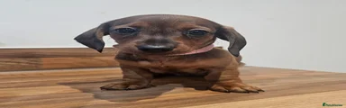 Dachshund Puppy 2