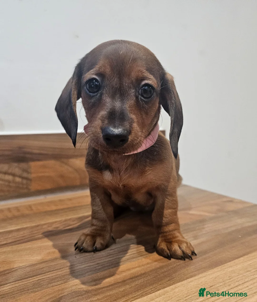 Dachshund dogs for sale: Adorable Dachshund Puppies - Advert 5