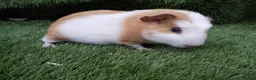 Guinea Pig rodents for sale: Abyssinian boys and pet boys  - Advert 5