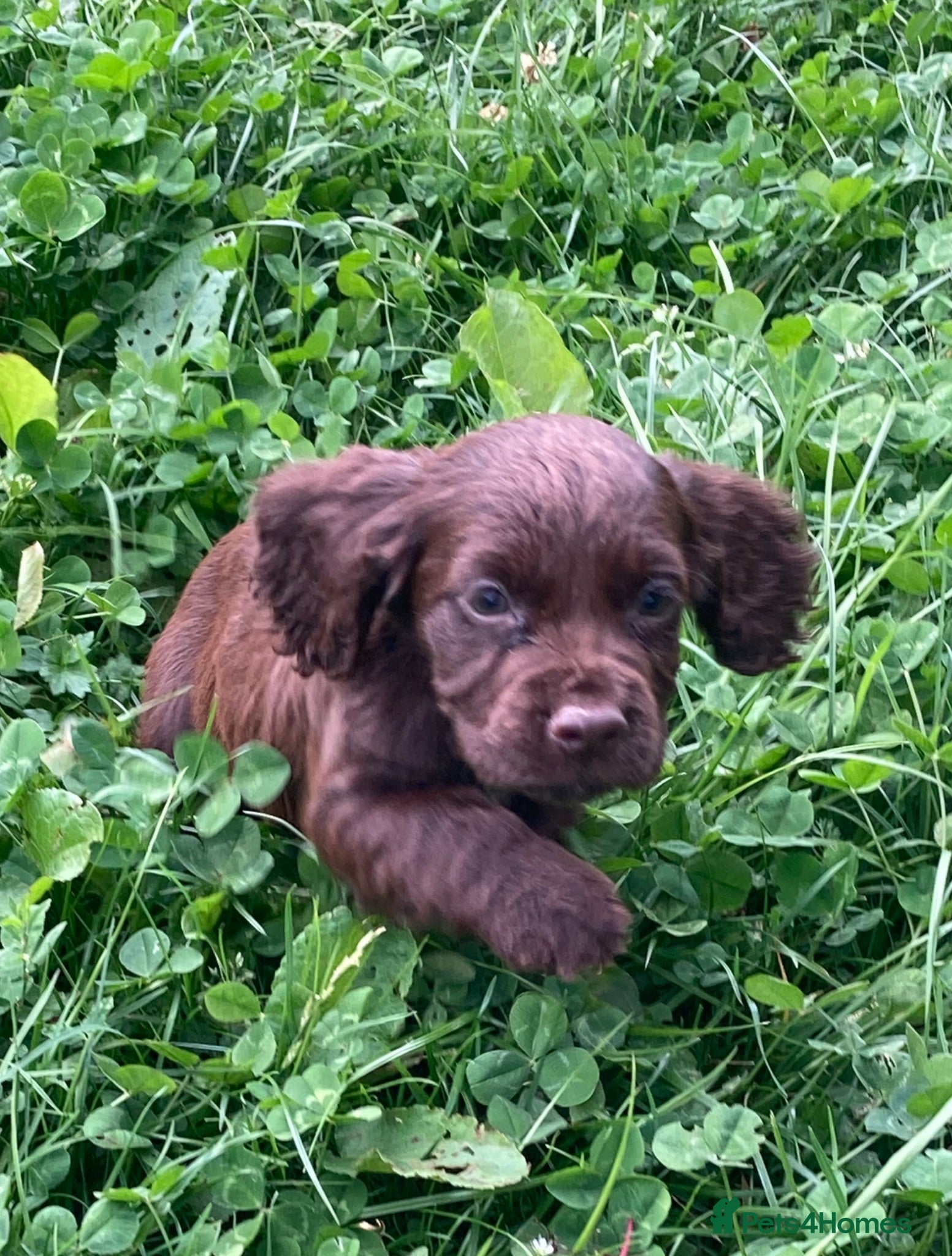 Cocker Spaniel dogs Glnhowy gundogs kc reg working cocker spaniel pups - Advert 1