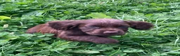 Cocker Spaniel dogs for sale: Glnhowy gundogs kc reg working cocker spaniel pups in Tredegar - Advert 1