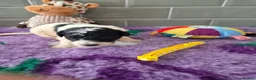 Saint Berdoodle dogs for sale: Miniature F1b Saint Bernadoodles  - Advert 18