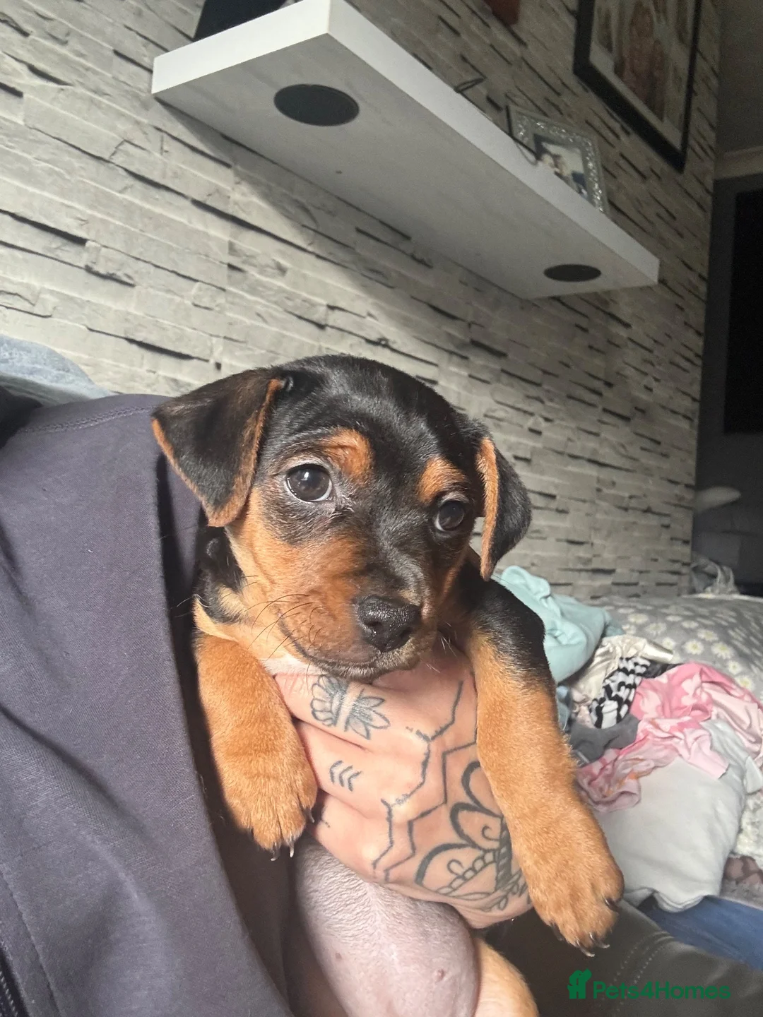 Jack Russell dogs for sale: Female jack russell puppy  - Advert 2