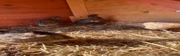 Quail poultry for sale: Quail 4 female 2 male - Advert 5