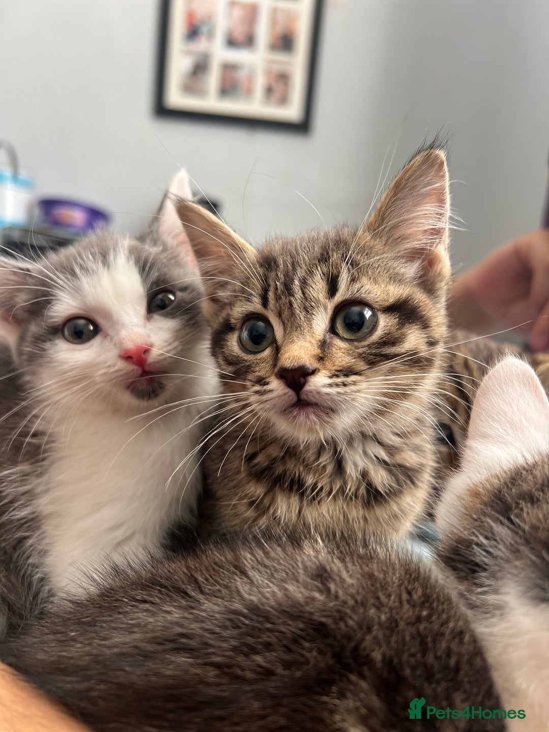 Tibetan cats for sale: 4 female kittens ready for new homes - Image 2