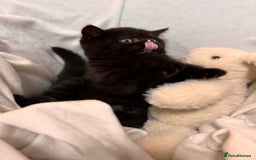 British Shorthair cats for sale: Full British short hair kittens - Advert 11