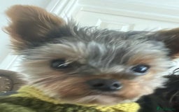 Yorkshire Terrier dogs for stud: Stud only, Exceptional miniature yorkshire terrier - Image 6