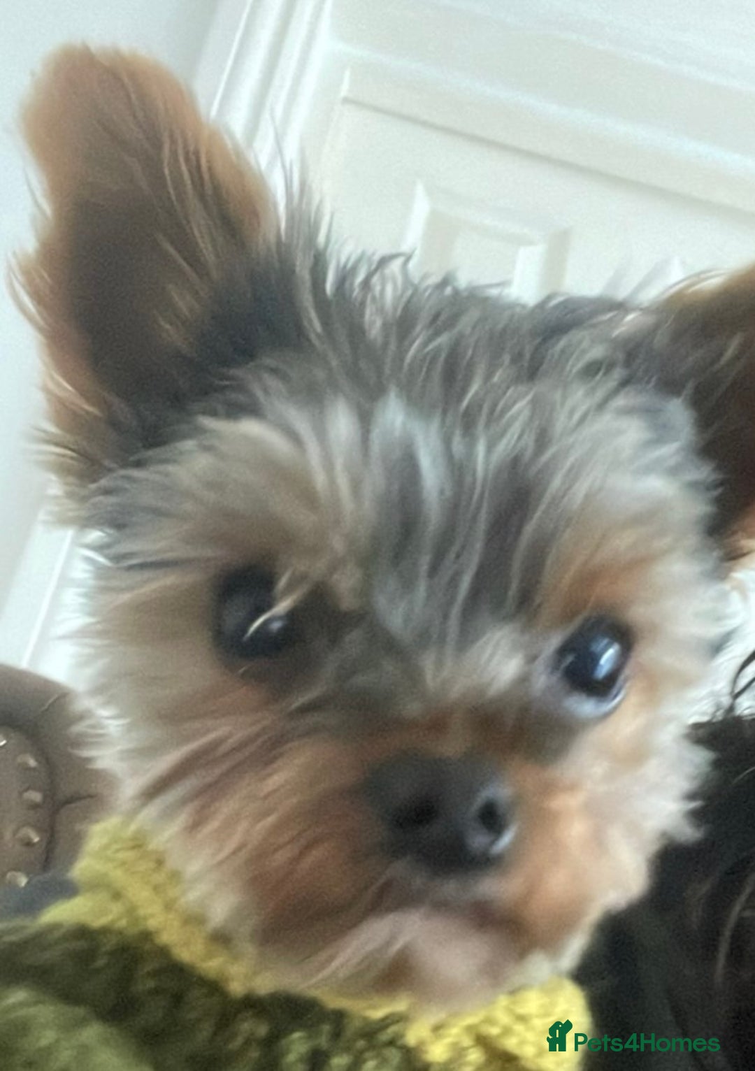 Yorkshire Terrier dogs for stud: Stud only, Exceptional miniature yorkshire terrier - Image 6
