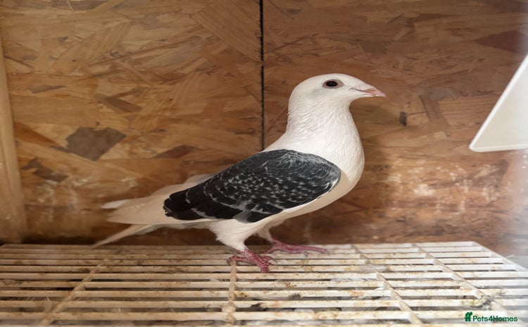 Pigeons birds - Advert 2