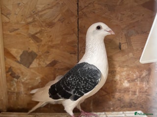 Pigeons birds - Advert 12