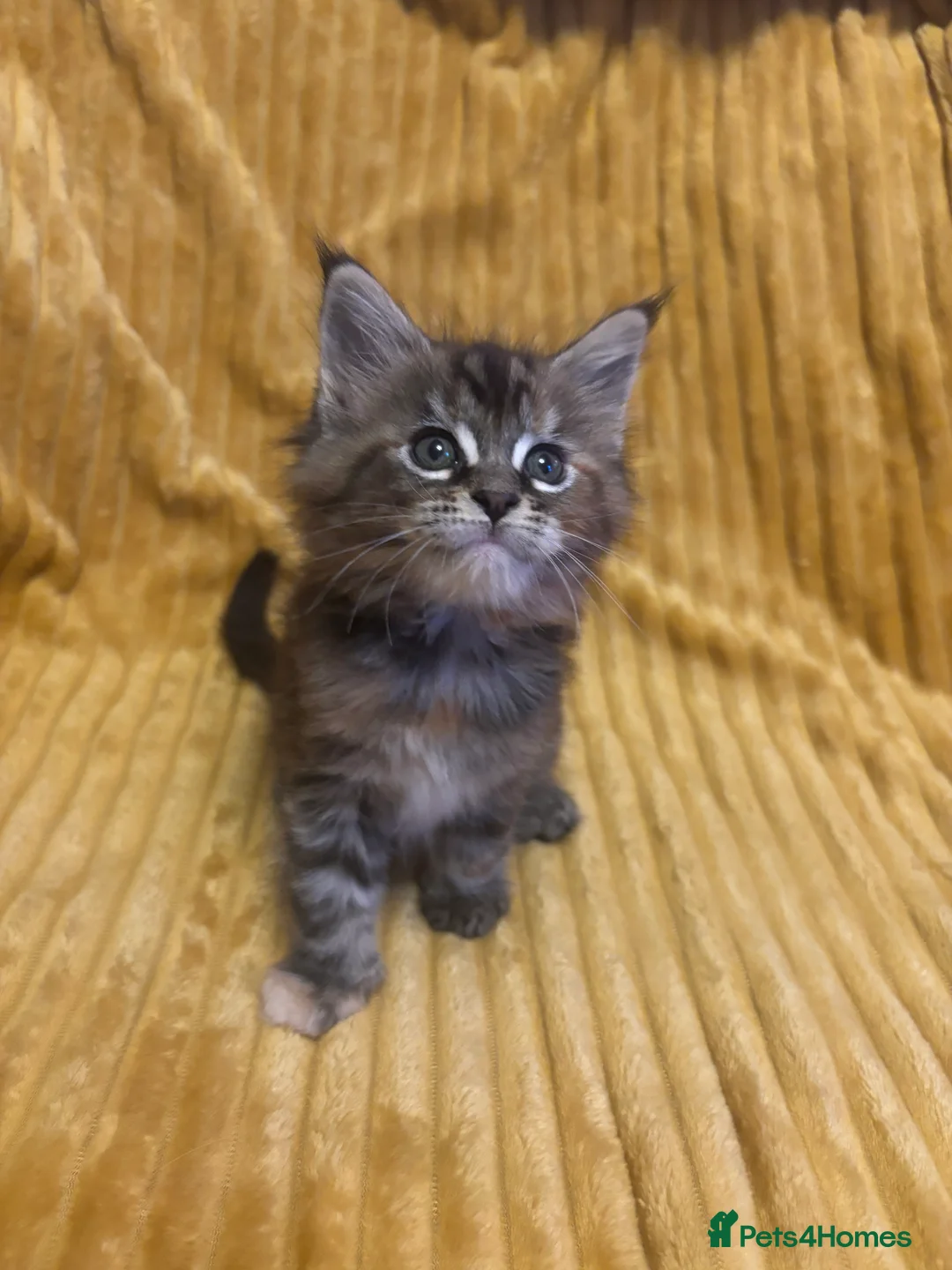 Maine Coon cats for sale: 3 Maine coon kittens looking for a loving home  - Advert 9