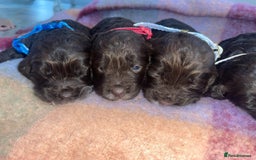 Cockapoo dogs for sale: 7 beautiful cockapoo puppy’s  - Advert 1
