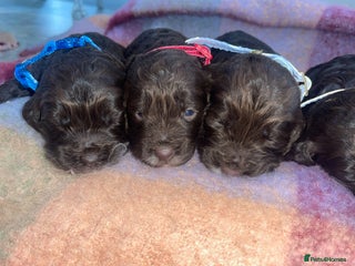 Cockapoo dogs 7 beautiful cockapoo puppy’s - Advert 2