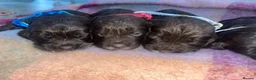 Cockapoo dogs for sale: Beautiful cockapoo puppies ONLY 1 LEFT! price drop - Advert 4