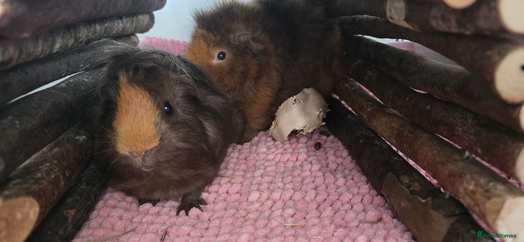 Guinea Pig rodents for sale: Guinea pigs rehome  - Image 2