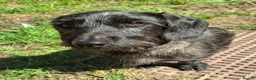 Dachshund dogs for sale: 2 year old Dachshund  - Advert 1