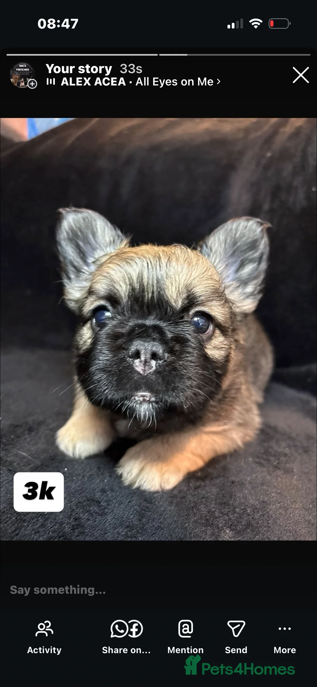 French Bulldog dogs for sale: French Bulldogs - Advert 1