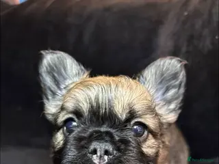 French Bulldog dogs French Bulldogs - Advert 10