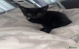 Mixed Breed cats for sale: Ginger and black kitten  - Image 2