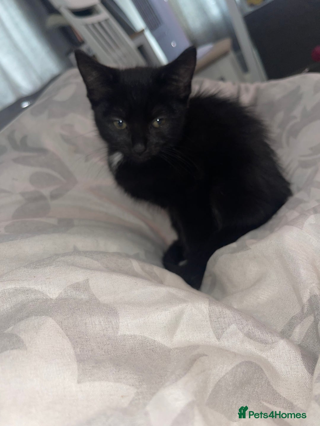 Mixed Breed cats for sale: Ginger and black kitten  - Image 2