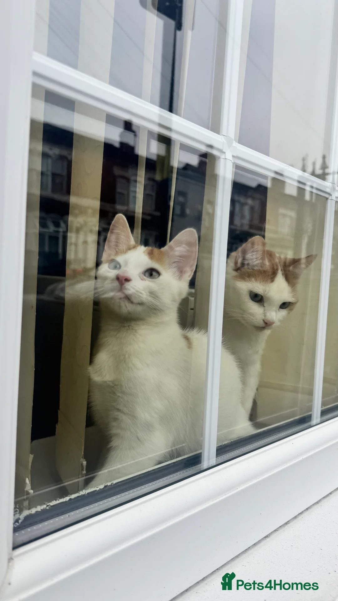 British Shorthair cats for sale: Two male kittens for adoption - Advert 1