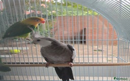 Cockatiels birds for sale: Selling 2 amazing cockatiels  - Image 8