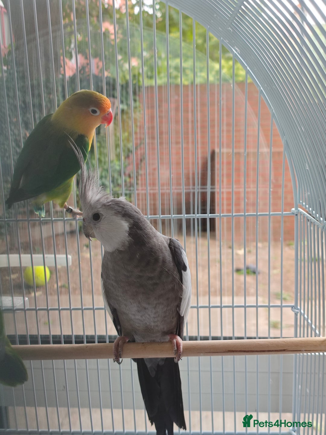 Cockatiels birds for sale: Selling 2 amazing cockatiels  - Image 8