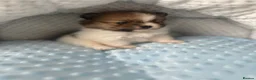 Pomeranian dogs for sale: Quality Pomeranian Teddy bears 🐻🐻 - Advert 15