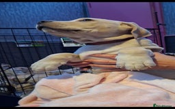 Cane Corso dogs for sale: Beautiful rear straw/white cane corso puppies. - Image 6