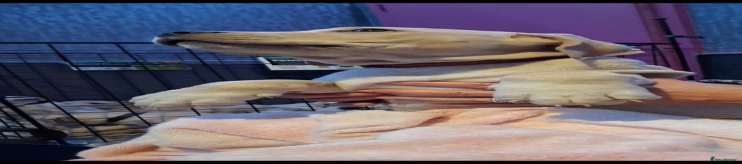 Cane Corso Puppy 10 dark pink