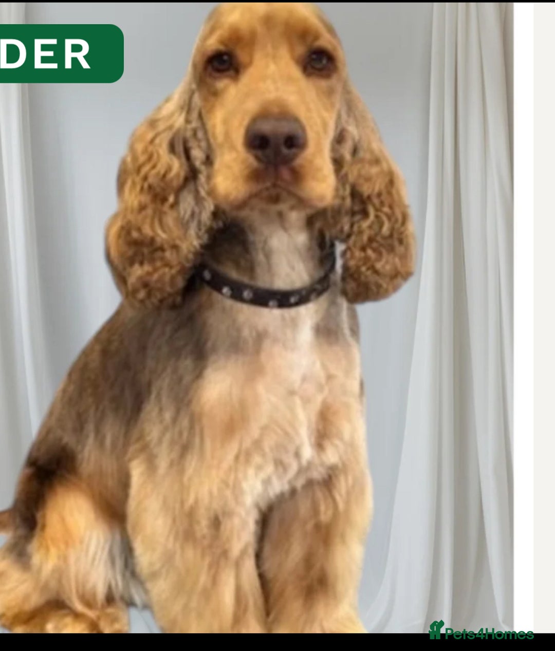 Cocker Spaniel dogs for sale: KC Show Cocker Spaniels  - Advert 8