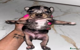 Chihuahua dogs for sale: 3/4 chihuahua 1/4 jack russell - Image 10