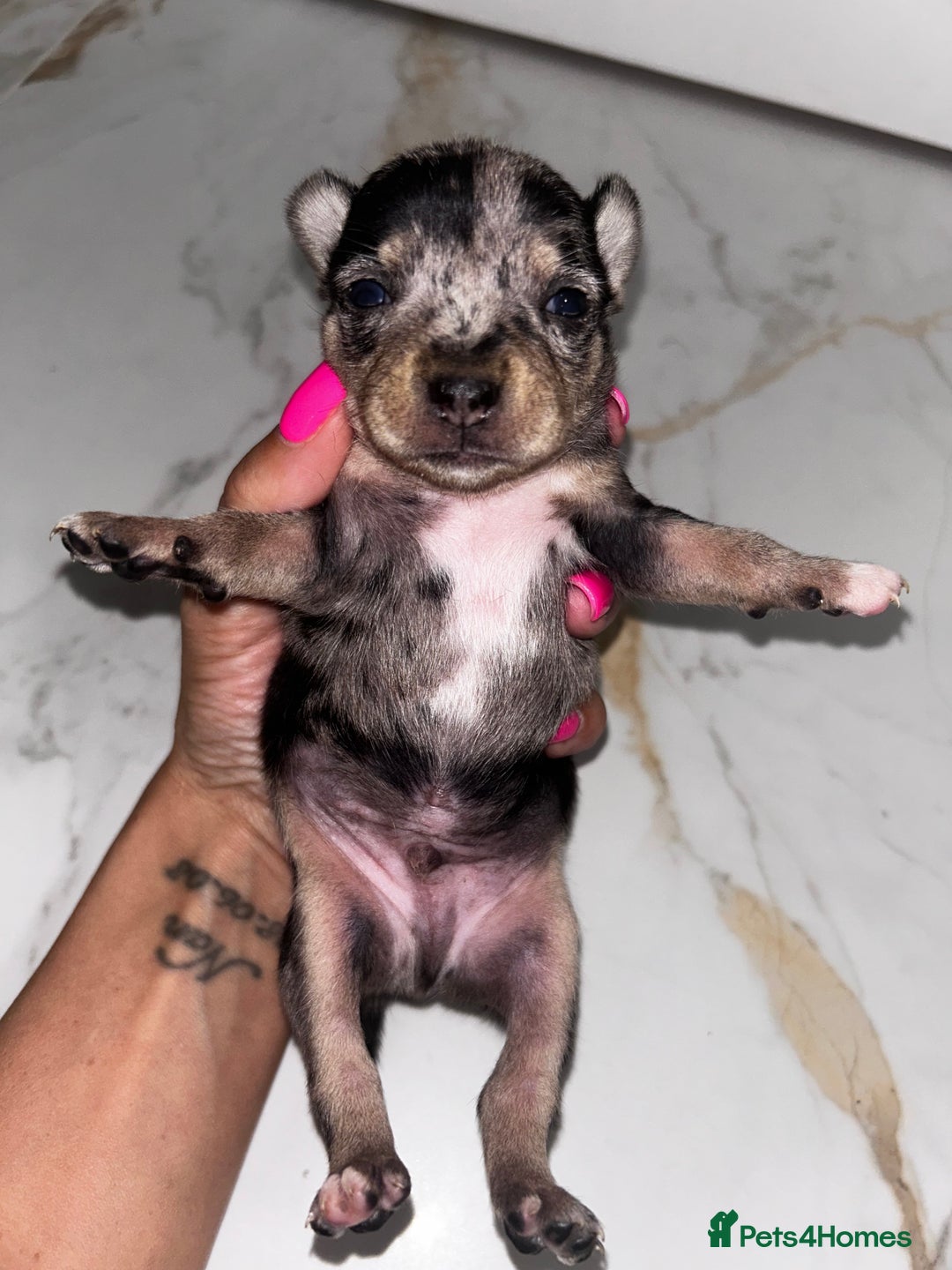 Chihuahua dogs for sale: 3/4 chihuahua 1/4 jack russell - Image 10