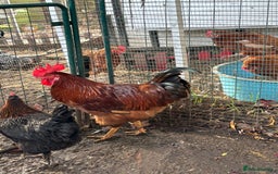 Chickens poultry for sale: 4 x cockerels FREE to good home  - Advert 2
