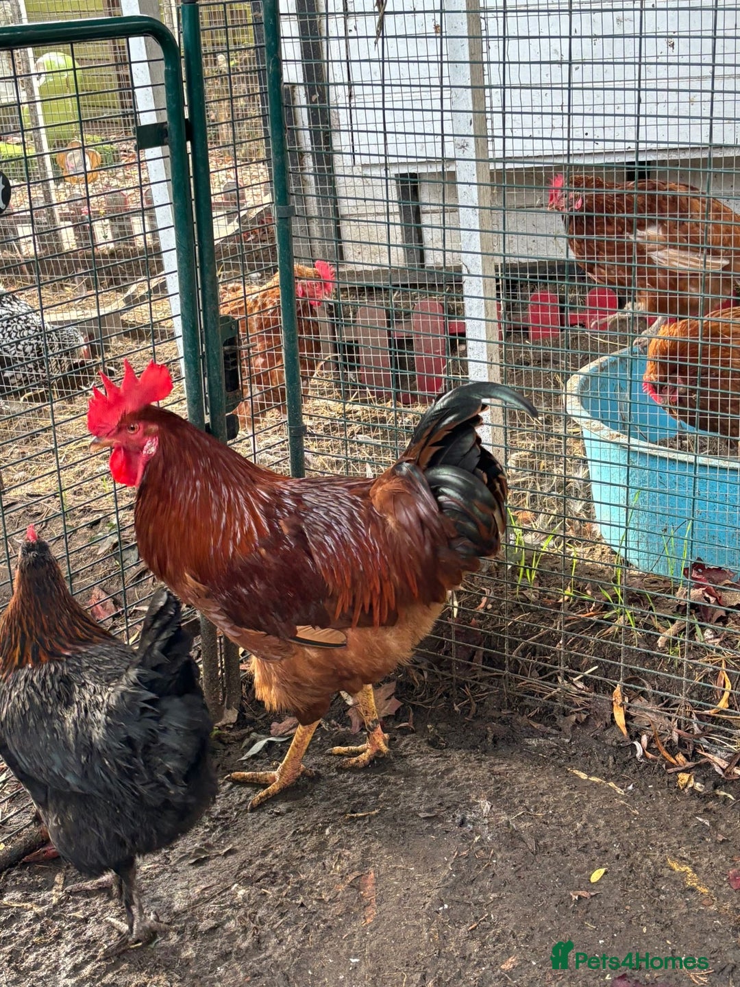 Chickens poultry for sale: 4 x cockerels FREE to good home  - Advert 2