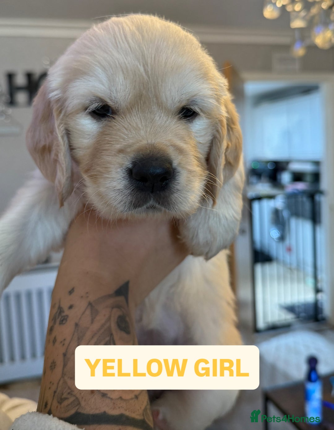 Golden Retriever dogs for sale: 7 gorgeous Golden Retriever puppies for sale - Image 2