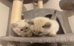 Ragdoll cats for sale: RagDoll kittens  - Image 9