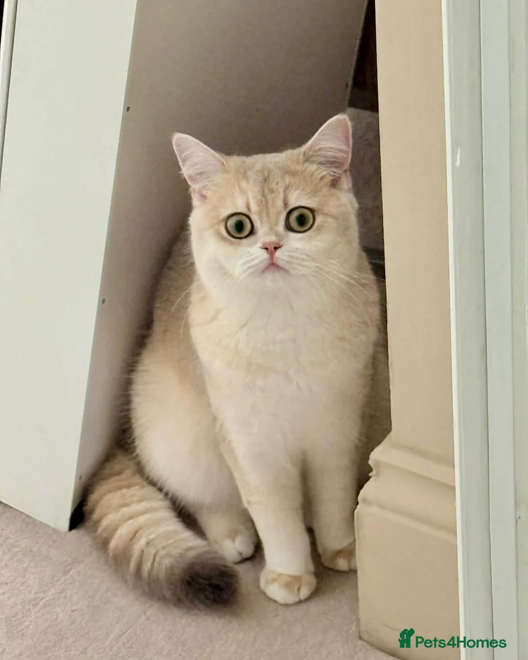 British Shorthair cats for sale: Stunning Blue Golden BSH Type - Happy Cuddle Cat🧸 - Advert 2