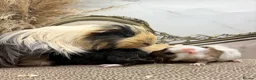 Guinea Pig rodents for sale: LOTS OF PIGGYS FOR SALE 💗 - Advert 12