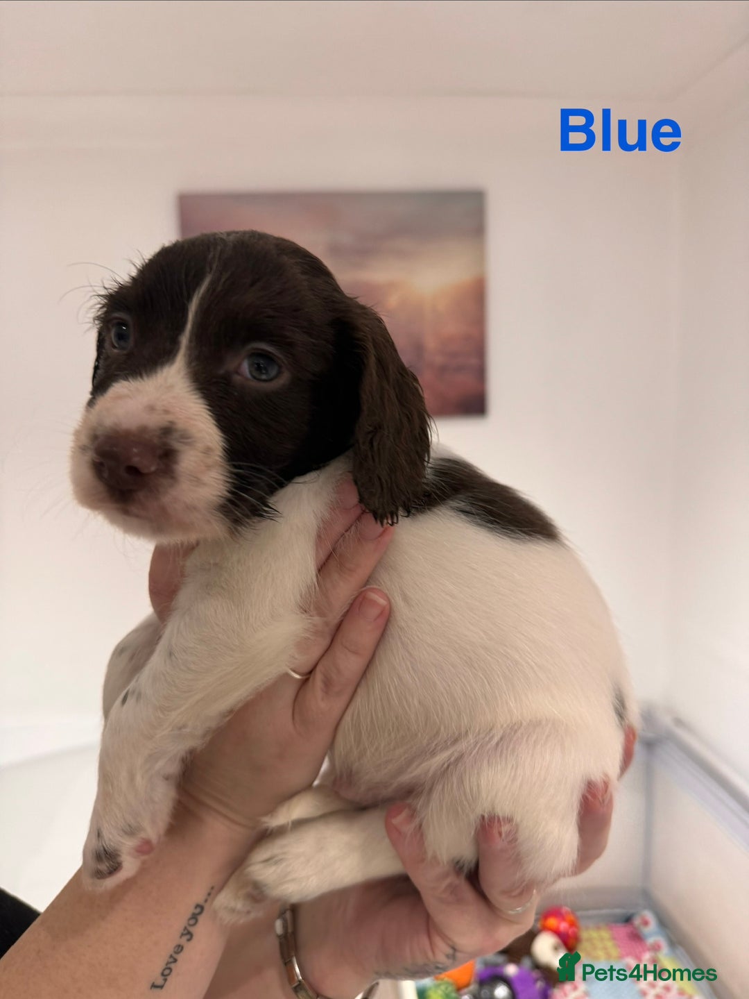 English Springer Spaniel dogs for sale: English Springer Spaniel Pups.  - Advert 7