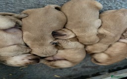 Goldador dogs for sale: Golden Goldador Puppies - Image 2