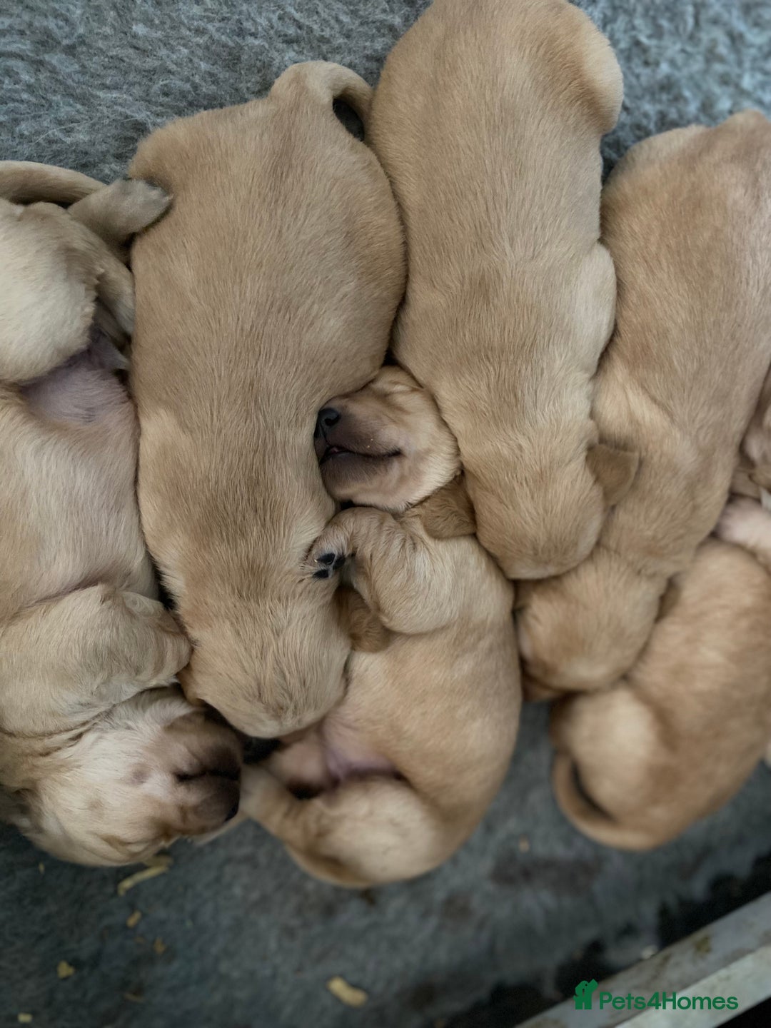 Goldador dogs for sale: Golden Goldador Puppies - Image 2