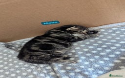 Mixed Breed cats for sale: 4 adorable Ragdoll/Tabby mix kittens - Image 11