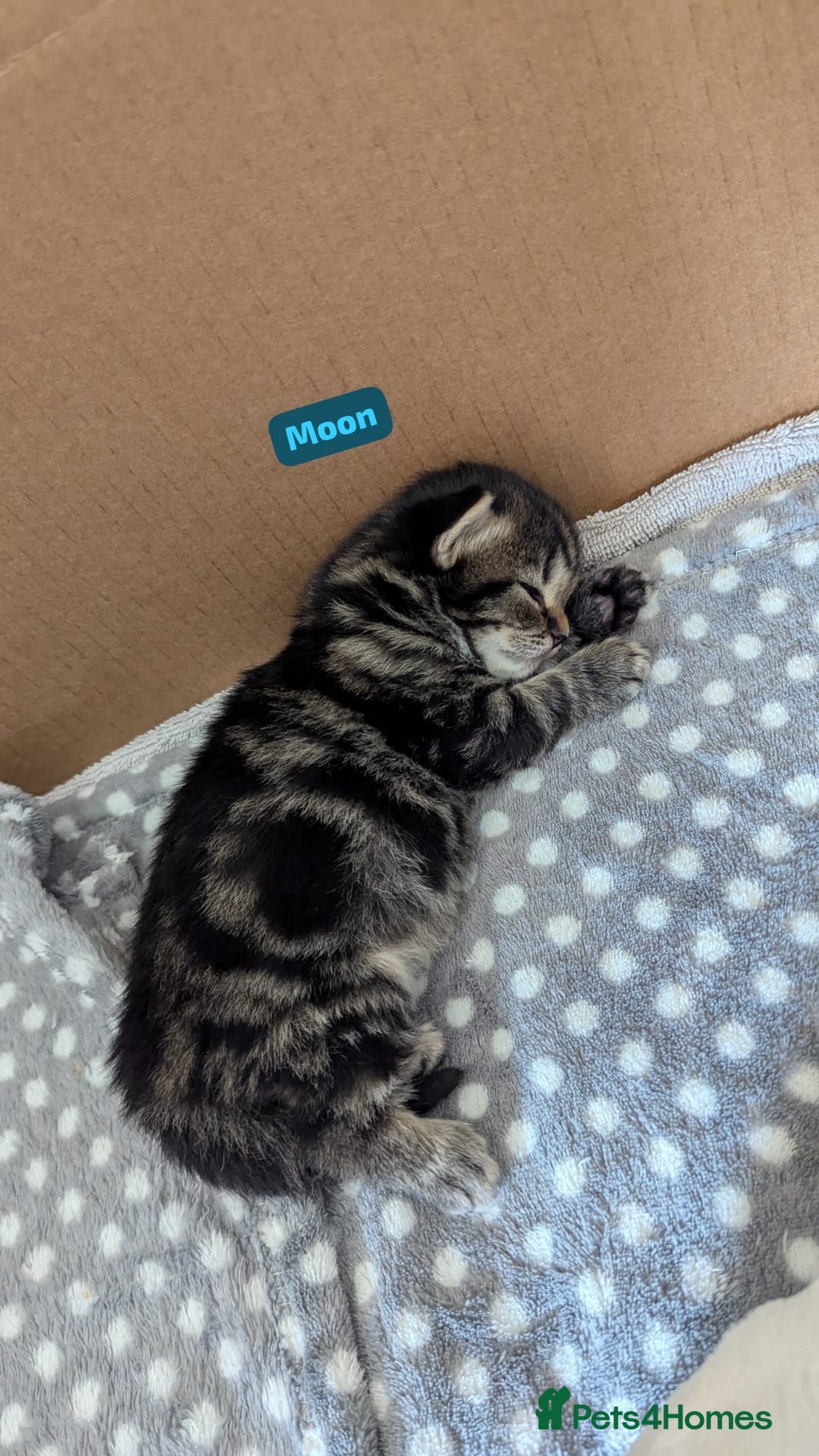 Mixed Breed cats for sale: 4 adorable Ragdoll/Tabby mix kittens - Image 11
