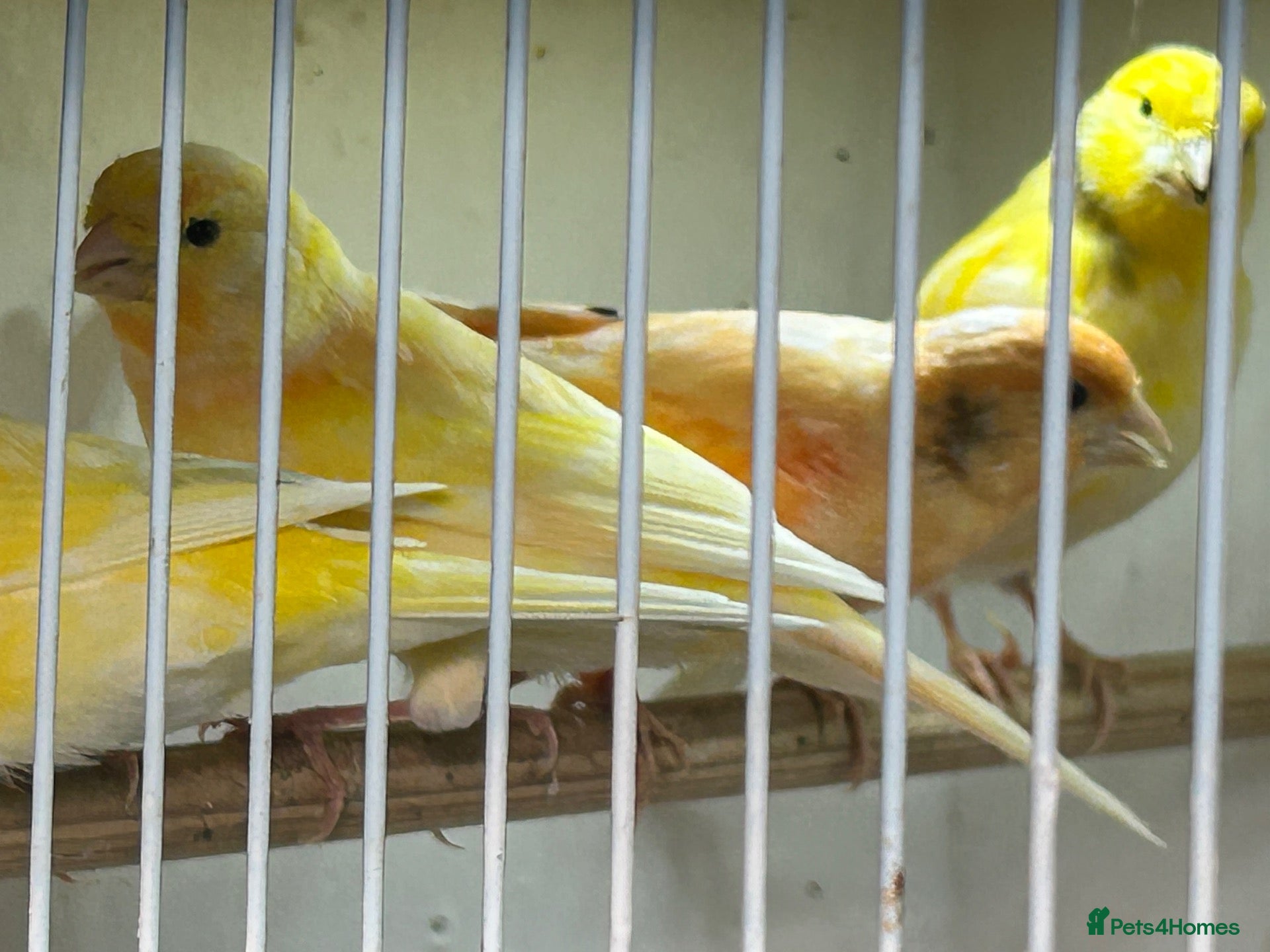 Canaries birds 5 young canaries for sale - Advert 2